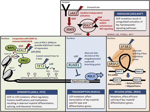 Mechanisms of key mutations in gene categories represented in MDS/MPN overlap syndromes. This figure illustrates the top represented mutated genes in each of four categories: signaling (pink), epigenetic (green), transcription (blue), and splicing (orange). Key mutated genes in each panel are highlighted by lightning, and the color red corresponds to gain-of-function (GOF) mutations, whereas the color blue denotes a loss-of-function (LOF) or dominant negative (DN) mutant effect. Other RAS pathway genes* include NRAS, KRAS, CBL, PTPN11, and NF1.