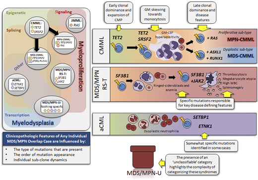 Clonal architecture and molecular signatures of MDS/MPN overlap syndromes. The panel on the left illustrates all 5 MDS/MPN overlap syndrome entities with corresponding specific mutational signatures. CMML has additional subcategories based on the relative enrichment of mutation types in proliferative (MPN-CMML) or dysplastic (MDS-CMML) CMML. Each entity is spatially placed according to mutation type in relation to myeloproliferative (on the right) and myelodysplastic (on bottom) features. The five mutated gene categories are represented in the left panel: epigenetic (green), signaling (pink), splicing (orange), other (purple), and transcription (blue). The panels on the right depict the influence of mutations on each MDS/MPN overlap subtype. aCML, atypical chronic myeloid leukemia; CMML, chronic myelomonocytic leukemia; CMP, common myeloid progenitor; GM, granulocytic-monocytic; JMML, juvenile myelomonocytic leukemia; MDS/MPN-RS-T, MDS/MPN-ring sideroblasts and thrombocytosis; MDS/MPN-U, MDS/MPN-unclassifiable.