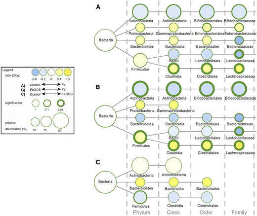 Differences in the gut microbiota composition among Kenyan infants (n = 155) after receiving daily for 4 months an MNP without iron (control group), with 5 mg of iron (Fe group), or with 5 mg iron and 7.5 g galacto-oligosaccharides (FeGOS group). Nodes represent taxa; edges link the different taxonomic levels. Node sizes correspond to the relative taxa abundance (%). The fold difference is calculated as the 2log of the ratio of the relative abundance between groups. Mann–Whitney U tests were used for statistical comparisons. Adapted from Paganini et al.21