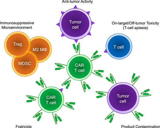 Schema of the barriers to implementation of chimeric antigen receptor T cells for non–B-cell hematologic malignancies. Treg, T regulatory cells; M2 MΦ, M2 macrophage; MDSC, myeloid-derived suppressor cell.