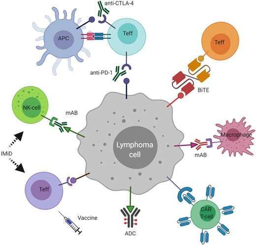 Immune optimization in lymphoma. ADC, antibody-drug conjugate; APC, antigen-presenting cell; BiTE, bispecific T-cell engager; CAR T-cell, chimeric antigen receptor T-cell; CTLA-4, cytotoxic T-lymphocyte antigen 4; IMiD, immunomodulatory drug; mAB, monoclonal antibody; NK-cell, natural killer cell; PD-1, programmed cell death-1; Teff, effector T-lymphocyte.