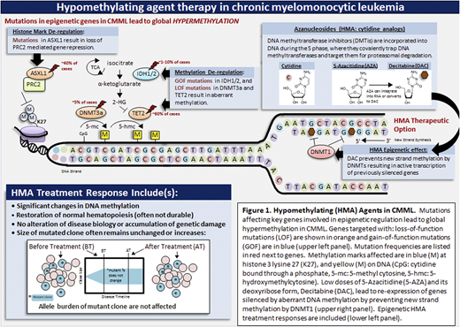 HMAs in CMML. Mutations affecting key genes involved in epigenetic regulation lead to global hypermethylation in CMML. Genes targeted with loss-of-function (LOF) mutations are shown in orange and gain-of-function mutations (GOF) are in blue (upper left panel). Mutation frequencies are listed in red next to genes. Methylation marks affected are in blue (M) at histone 3 lysine 27 (K27) and yellow (M) on DNA. Low doses of 5-azacitidine and its deoxyribose form, decitabine, lead to re-expression of genes silenced by aberrant DNA methylation by preventing new strand methylation by DNA methyltransferases (upper right panel). Epigenetic HMA treatment responses are included (lower left panel). CpG, cytidine bound through a phosphate; 5-hmc, 5-hydroxymethylcytosine; 5-mc, 5-methylcytosine.