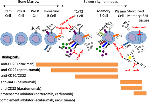 Biologicals targeting B-cell subsets or antibody-mediated immune response. A large selection of antibodies targeting B-cell epitopes, proteosomes, or the complement system are available for therapy in a variety of autoimmune diseases, including NMHDs. Our review focuses on rituximab (anti-CD20) and eculizumab (anti-C5). Shown are mechanisms of targeting B-cell pathology in the treatment of autoimmune and inflammatory diseases associated with PID. Monoclonal antibodies and mechanisms of action are highlighted. Adapted from Walter et al.15