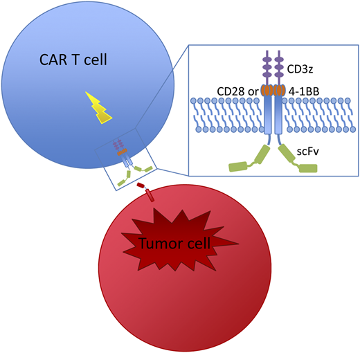 Structure and mechanism of CAR-modified T cells. T cells are engineered to express a CAR, which links an extracellular antibody domain (scFv) to intracellular T-cell signaling domains, the CD3 zeta cytoplasmic domain and a costimulatory domain (CD28 or 4-1BB). Once engaged by their target, CARs activate a cytotoxic T-cell response that kills the bound antigen-expressing cell.