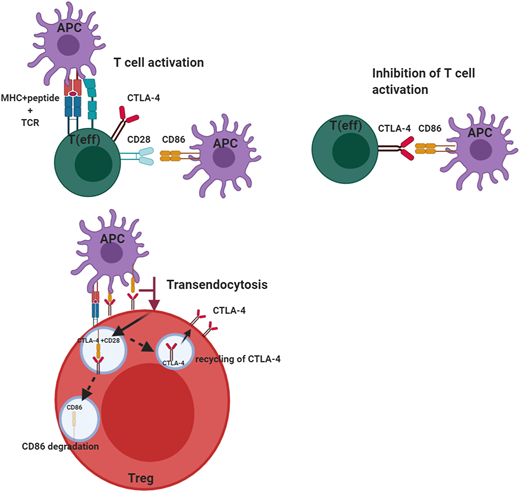 Role of CTLA-4 in the regulation of effector T-cell and regulatory T-cell function. CTLA-4 serves to inhibit T-cell activation in effector T cells after CD28 has interacted with its ligands B7-1 (CD80) and B7-2 (CD86). This inhibition by CTLA-4 prevents unbridled T-cell activation. CTLA-4 expressed on regulatory T cells can transendocytose the ligand CD86 by removing it from the antigen-presenting cell and internalizing it, after which the ligand is degraded and CTLA-4 is recycled to the cell membrane. This transendocytosis process is exploited in the assessment of CTLA-4 variants. This figure was created with BioRender.com.