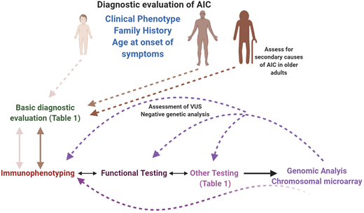Diagnostic evaluation of AICs in pediatric and adult patients. A systematic, interdisciplinary approach can facilitate a timely and accurate diagnosis in these patients. All patients should receive a basic evaluation (expanded in Table 1), followed by immunological assessment (immunophenotyping, functional, and other specific assays), based on clinical phenotype, family history, and age of onset of symptoms. Molecular/genetic testing can be pursued either in parallel to the immunological assessment, depending on the clinical phenotype, or sequential to it. If a molecular diagnosis is not established at the first attempt, and if the likelihood of a genetic defect is high, recommend an iterative approach, which can also be used when characterizing VUSs. In the older adult, secondary causes of AIC should be eliminated before considering an intrinsic immune anomaly as the cause of the phenotype. This figure was created with BioRender.com.