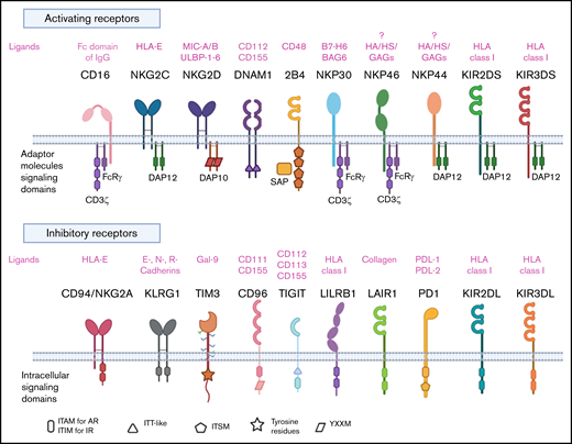 NK cell repertoire of activating and inhibitory receptors. AR, activating receptor; BAG6, BCL2-associated athanogene 6; DAP10, DNAX activating protein of 12 KDa; DAP12, DNAX activating protein of 12 KDa; DNAM1, DNAX accessory molecule 1; GAGs, glycosaminoglycans; Gal-9, galectin-9; HA, hemagglutinin; HS, heparan sulfate; IR, inhibitory receptor; ITAM, immunoreceptor tyrosine-based activation motif; ITIM, immunoreceptor tyrosine-based activation motif; ITSM, immunoreceptor tyrosine-based switch motif; ITT-like, immunoglobulin tail tyrosine-like; KIR, killer immunoglobulin like receptor; KLRG1, killer cell lectin-like receptor G1; LAIR1, leukocyte-associated immunoglobulin like receptor-1; LILRB1, leukocyte Ig-like receptor B1; MIC-A/B, MHC class I chain-related proteins A and B; PD1, programmed cell death protein 1; PDL-1, programmed cell death ligand 1; PDL-2, programmed cell death ligand 2; TIGIT, T-cell immunoreceptor with Ig and ITIM domains; TIM3, T-cell immunoglobulin mucin domain-3; YXXM, Y stands for tyrosine, X for any amino acid residue, and M for methionine.
