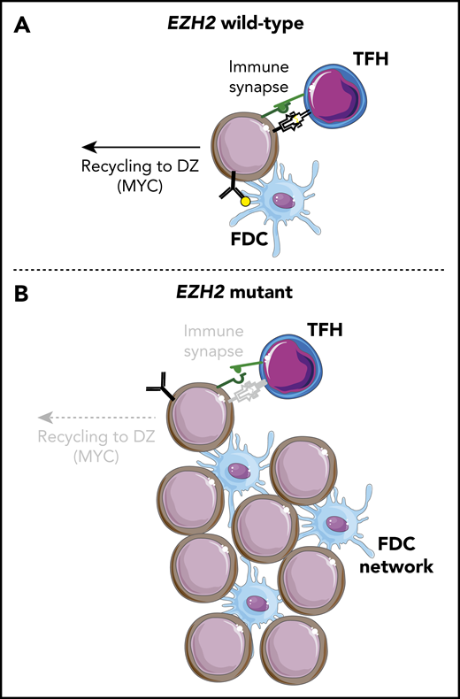 Loss of TFH immune synapse formation and gain of FDC interactions with EZH2 mutations. (A) EZH2 wild-type B cells undergo normal clonal selection by binding antigen on FDCs and presenting it on MHC class II. Those with the highest antigen affinity and presentation form an immune synapse with TFH cells, leading to CD40/CD40L signaling, which stimulates terminal differentiation or DZ recycling. (B) EZH2 mutant B cells have reduced MHC expression and immune synapse formation with TFH cells that leads to decreased CD40/CD40L signaling and DZ recycling. However, these cells are able to proliferate and survive through interactions with an expanded network of FDCs.