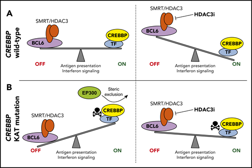 Control of antigen presentation and interferon signaling by CREBBP-mediated antagonism of BCL6/HDAC3. (A) In CREBBP wild-type GCB cells, BCL6 regulates the DZ signature by recruiting the corepressor complexes, including SMRT–HDAC3, to repress its target genes. These genes are reactivated in the LZ by CREBBP. Inhibition of HDAC3 in CREBBP wild-type B cells leads to increased expression of these genes, including those with a role in antigen presentation and interferon signaling, due to the conserved role of the CREBBP/BCL6–HDAC3 regulatory axis in wild-type cells. (B) KAT domain mutation of CREBBP inhibit its catalytic activity and leads to a dominant-repressive effect by preventing the participation of redundant acetyltransferases in transactivation complexes. This leads to loss of antagonism to BCL6-mediated gene repression and reduced expression of antigen presentation and interferon signaling genes. These genes can be restored in CREBBP mutant cells by using an HDAC3-selective inhibitor.