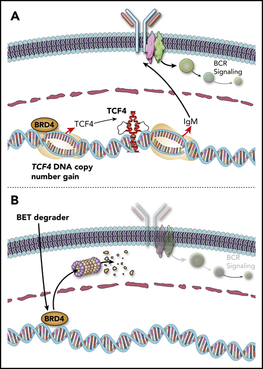 TCF4 DNA copy number gains drive immunoglobulin expression and can be targeted by BET degraders. (A) DNA copy number gains of chromosome 18q increase the expression of the TCF4 (E2-2) transcription factor, which drives increased expression of IgM. (B) The TCF4 gene is regulated by BRD4. BET protein degraders such as ARV-771 eliminate BRD4 protein and reduce the expression of TCF4 and its target genes, including IgM and MYC.