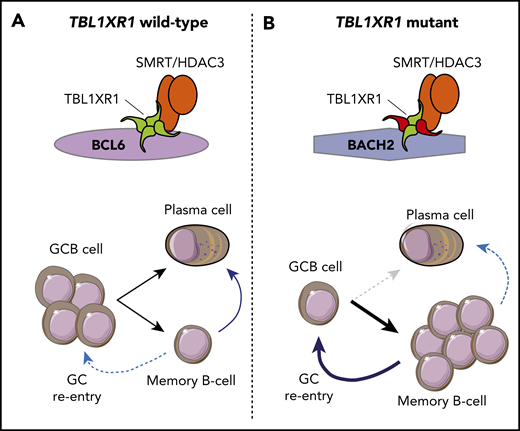 TBL1XR1 mutation promotes a memory B-cell fate and germinal center reentry. (A) In TBL1XR1 wild-type GCB cells, the SMRT–HDAC3 complex preferentially associates with BCL6 and facilitates expansion of GCB cells in the DZ of the germinal center. These can terminally differentiate via the LZ into either plasma cells or memory B cells. Upon antigen rechallenge (blue arrows), memory B cells become antibody-secreting plasma cells, and a small subset reenters germinal centers. (B) Mutant TBL1XR1 (red) acts as a dominant negative to increase association between the SMRT–HDAC3 complex and the BACH2 transcription factor and to decrease association with BCL6. This leads to reduced frequencies of GCB cells and promotes a memory B-cell fate. Upon antigen rechallenge (blue arrows), a reduced frequency of TBL1XR1 mutant memory B cells become plasma cells, and an increased frequency reenter germinal center reactions and undergo additional somatic hypermutation.