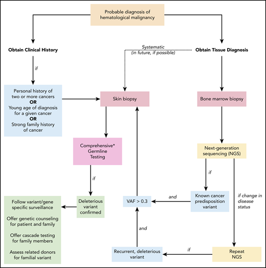 Suggested algorithm for identifying patients with a deleterious germline cancer predisposition variant. When a patient is diagnosed with a hematopoietic malignancy, clinical history and tumor biopsies are performed. Personal history of prior cancer (1 other hematopoietic malignancy or solid tumor, including melanoma in an individual younger than 50 years of age), diagnosis at a younger age than seen in the general population for a given cancer, or a strong family history of cancer (relative diagnosed with cancer within 2 generations of the patient) should prompt a skin biopsy and comprehensive germline testing. If tumor-only NGS identifies a known cancer-predisposition variant and the VAF is > 0.3, germline testing of the variant should follow. As additional NGS tests are performed to monitor the patient’s clinical course, persistent deleterious variants with VAF > 0.3 should prompt consideration of germline status. This is especially warranted if the deleterious variant is present in a gene associated with cancer risk. In the future, systematic collection of a skin biopsy at the time of the initial BM biopsy and culturing of fibroblasts to obtain germline DNA may become standard (dotted line). Once a deleterious germline variant is confirmed, variant/gene-specific surveillance should be followed for the patient (including a risk assessment for cancer involving organs outside the BM), genetic counseling and germline testing should be offered to appropriate family members, and potential risks should be considered if the patient were to undergo related HSCT from a family member sharing the allele. NGS, next-generation sequencing; VAF variant allele frequency. *Comprehensive testing that includes all genes and variant types that confer cancer risk is not standardized and requires careful review of testing options.