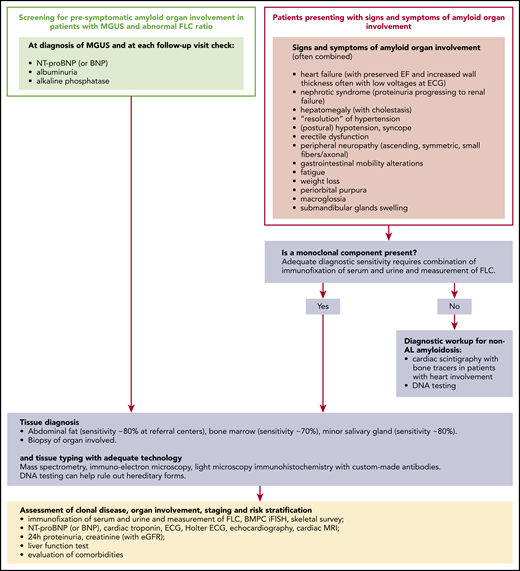 Presenting features and diagnostic algorithm for AL amyloidosis. Amyloidosis can be suspected if elevated biomarkers of organ involvement are detected during follow-up of patients with MGUS or if suggestive symptoms arise. The first scenario is ideal and enables early presymptomatic diagnosis. Based on relative rates of progression, appropriate screening programs should detect 1 patient with MGUS progressing to AL amyloidosis for every 7 to 10 who develop multiple myeloma. In patients with MGUS in whom elevated NT-proBNP or BNP is found, cardiac magnetic resonance imaging can be used as a higher specificity confirmatory test. If symptoms of systemic amyloidosis arise in a patient in whom a preexisting monoclonal gammopathy is not known, the first step should be searching for a monoclonal component, particularly if heart involvement is suspected, so as not to delay diagnosis. Only the combination of immunofixation of both serum and urine and FLC measurement grant adequate diagnostic sensitivity to detect amyloidogenic monoclonal proteins. MS-based methods are under investigation. Patients with suspect cardiac amyloidosis without monoclonal components can have an attempted nonbiopsy diagnosis of ATTR amyloidosis with cardiac scintigraphy with bone tracers. Validated tracers are 99mTc-diphosphono-propanodicarboxylic acid, 99mTc-pyrophosphate, and 99mTc-hydroxymethylene diphosphonate. DNA analysis is necessary to differentiate between hereditary and wild-type ATTR amyloidosis and to rule out other rarer hereditary forms. All other patients require a tissue diagnosis. Amyloid deposits can be found in abdominal fat, minor salivary glands, and bone marrow, and most patients can be spared biopsy of the involved organ. However, if amyloidosis is deemed probable, for a prompt start of treatment, organ biopsy should not be deferred. Amyloid deposits are recognized as nonbranching fibrils of 7 to 10 nm in width, detected by light microscopy with green birefringence under polarized light after staining with Congo red or by electron microscopy. The diagnostic sensitivity of abdominal fat aspirate combined with bone marrow or minor salivary gland biopsy is ∼90% at referral centers, but the recognition of amyloid deposits is affected by the experience of the pathologist. With a few exceptions (eg, patients with a monoclonal component and periorbital purpura and/or macroglossia, or combination of amyloid heart and renal involvement with albuminuria), the clinical presentation of AL amyloidosis cannot reliably be differentiated from that of other types of systemic amyloidosis. Thus, amyloid tissue typing with adequate technology is mandatory. Standard light microscopy immunohistochemistry does perform satisfactorily, and patients should be referred to specialized centers for typing with adequate technology (immunohistochemistry with custom-made antibodies, IEM, or MS). Accurate clonal studies, biomarker-based staging, and assessment of comorbidities are necessary to design the therapeutic strategy. MRI, magnetic resonance imaging.