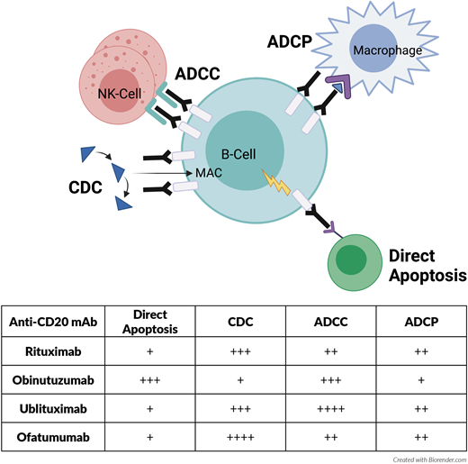 Mechanism of action of select anti-CD20 monoclonal antibodies used to treat CLL. More “+” sign indicates stronger mechanism of action. ADCP, antibody-dependent cellular phagocytosis; CDC, complement dependent cytotoxicity; MAC, membrane attack complex.