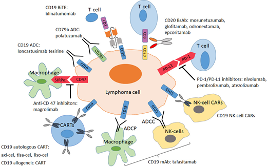 Evolving landscape for customized engineered and off-the-shelf immunotherapies in aggressive B-NHL. ADCC: antibody-dependent cell cytotoxicity; ADCP, antibody-dependent cellular phagocytosis; BiTE, bispecific T-cell engager; PD-1, programmed cell death 1; PD-L1, programmed cell death ligand 1.