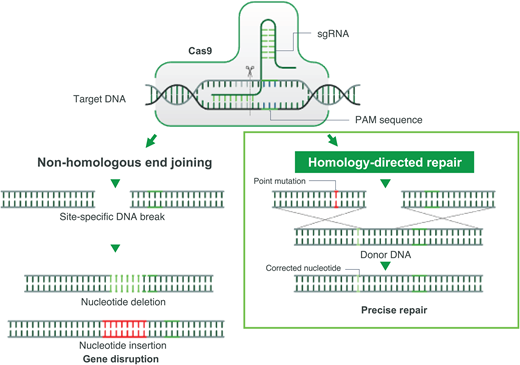CRISPR-Cas-9-induced double-stranded break and its sequential repair pathways.Left: nonhomologous end joining. Right: HDR, which requires the insertion of a homologous DNA strand used as a template for a high-fidelity double-stranded DNA break. PAM, protospacer adjacent motif; sgRNA, single-guide RNA.