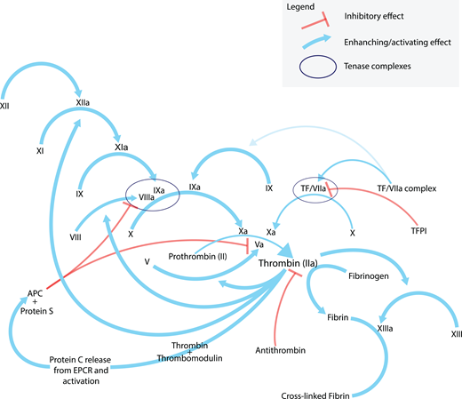 Coagulation cascade. A simplified representation of the “coagulation cascade”. Note the role that the tenase complexes play in thrombin generation. The intrinsic tenase complex consists of factors VIIIa, IXa, and X on a phospholipid surface with phosphatidylserine exposure, usually a platelet, and facilitates the activation of factor X. The extrinsic tenase complex consists of factor VIIa, tissue factor, and factor X, likewise leading to the activation of factor X. Note the many feedback mechanisms of activation that thrombin performs. Although the generation and exposure of TF at the site of vascular endothelial is the primary initiator of coagulation via the extrinsic pathway, the intrinsic tenase pathway is important because active TF has only limited availability in vivo and TFPI’s constitutive activity inhibits the extrinsic tenase complex from generating adequate thrombin for a stable clot (see reference 19 for a more detailed treatment of this topic). In a PTT test, a test on which clot-based factor assays are built, phospholipid and calcium are added to a sample anticoagulated with sodium citrate (a calcium chelator that inhibits the Ca++ dependent steps as noted in the figure). Thrombin is added to the assay and further generated by the thrombin burst (see text). The activation of factor VIII or IX is the rate-limiting step in the assay. Factors are labeled by their traditional roman numeral. TF, tissue factor; TFPI, tissue factor pathway inhibitor; EPCR, endothelial protein C receptor; APC, activated protein C.