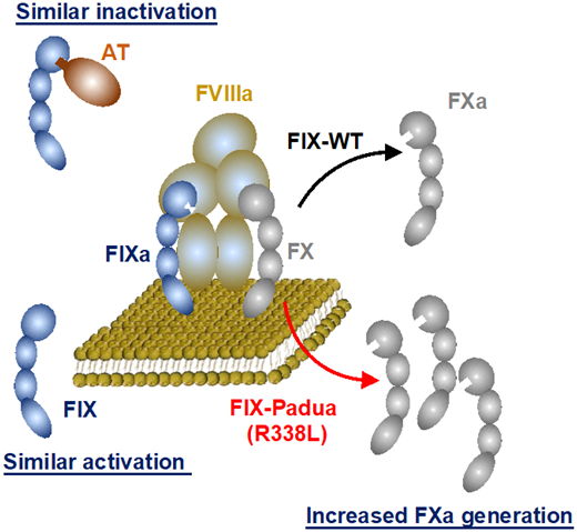 Biochemical characterization of FIX-Padua (FIX-R338L). Data support that FIX-R338L requires factor VIIIa (FVIIIa) cofactor function for enzymatic activity to generate factor Xa (FXa) from FX and is similarly activated for factor XIa (FIXa) and inactivated by antithrombin (AT). Modified with permission from Samelson- Jones et al.7
