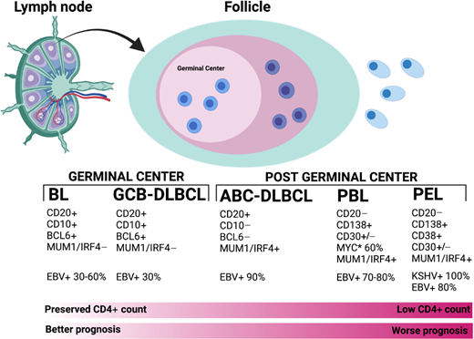 Pathologic, immune, and viral characteristics of HIV-associated NHL. ABC, activated B cell; GCB, germinal center B cell; IRF4, interferon regulatory factor 4; MUM1, multiple myeloma 1; PBL, plasmablastic lymphoma. *Indicates MYC gene rearrangements. This figure was created on biorender.com.