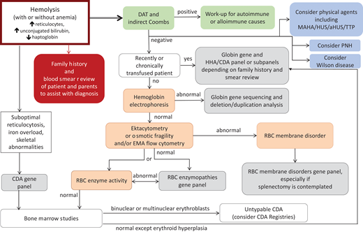 Proposed algorithm for laboratory workup of a patient presenting with hemolysis with or without anemia. In many cases of mild HS and most cases of PIEZO1-associated HX, anemia may be well compensated by reticulocytosis. Although our focus here is on RBC membrane disorders, the differential includes other causes of hemolytic disorders that are mentioned in this algorithm. Evaluation for autoimmune or, especially in an infant, alloimmune hemolytic anemia with DAT and IAT is the first testing recommended since such a diagnosis is frequently acute and evolving, requiring immediate action. Of note, warm autoimmune hemolytic anemia in children and occasionally adults with underlying immune dysregulation may be atypical and conventionally DAT-negative.52-54 Consideration should also be given to the possibility of MAHA, PNH, and Wilson disease. The cases described in this review, especially that presented in Figure 6, demonstrate utilization of this algorithm. A blood smear review of the patient and parents and attention to the RBC indices including MCV, MCHC, and RDW, along with hemolytic markers (unconjugated bilirubin, lactate dehydrogenase, haptoglobin—of note, haptoglobin is reliable after 6 months of life since earlier it may be low due to decreased production by the infant's liver rather than increased consumption) and ferritin and transferrin saturation to consider iron-loading inefficient erythropoiesis, can provide hints as to the differential diagnosis. In a non-chronically transfused patient, we suggest phenotypic evaluation considering the differential of globin disorders, followed by RBC membranopathies and enzymopathies. Rare causes of HHA such as unstable Hgb disorders and CDAs also need to be considered. When suboptimal reticulocytosis or iron overload or skeletal abnormalities are noted in a patient with hemolytic anemia, the possibility of CDA should be considered and pursued. The combination of blood smear review and osmotic gradient ektacytometry frequently helps to narrow the differential while alerting clinicians of rare possibilities. Osmotic gradient ektacytometry evaluates the deformability of RBCs as they are subjected to constant shear stress in a medium of increasing osmolality in a laser diffraction viscometer and is the reference technique for differential diagnosis of erythrocyte membrane and hydration disorders when a recent transfusion does not interfere with phenotypic evaluation of the patient.4 Flow cytometry with eosin-5′-maleimide binding of band 3 and Rh-related proteins is a rapid screening test for RBC membrane disorders characterized by membrane loss.55 Osmotic fragility is increased in HS and expected to be decreased in HX (however, it is reported as normal in patients with KCNN4 Arg352His mutation31). When the patient is recently or chronically transfused, as is typically the case for infants with HHA, genetic evaluation with clinically available NGS panels or research-based whole-exome sequencing or whole-genome sequencing may provide an accurate diagnosis necessary for appropriate management decisions. Laboratories that offer sequencing on genes or panels associated with HHAs and red cell membrane disorders can be found by searching the Genetic Testing Registry: https://www.ncbi.nlm.nih.gov/gtr/. e.g. https://www.ncbi.nlm.nih.gov/gtr/all/tests/?term=RBC%20membrane%20disorders. aHUS, atypical hemolytic uremic syndrome; HUS, hemolytic uremic syndrome; MAHA, microangiopathic hemolytic anemia; PNH, paroxysmal nocturnal hemoglobinuria; RDW, RBC distribution width; TTP, thrombotic thrombocytopenic purpura.