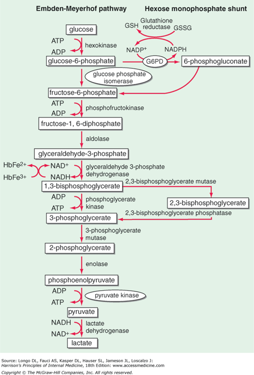 Red blood cell metabolism. Glycolysis (the Embden-Meyerhof pathway) generates ATP required for cation transport and for membrane maintenance, while NADH maintains hemoglobin iron in a reduced state. The hexose monophosphate shunt generates the NADPH that is used to reduce GSH, which protects the red blood cell against oxidant stress (Figure 7); 6-phosphogluconate, after decarboxylation, can be recycled via pentose sugars to glycolysis. At the side of glycolysis is the Rapoport-Luebering cycle, which provides 2,3-isphosphoglycerate (2,3-DPG): its level is a critical determinant of the oxygen affinity of hemoglobin. G6PD deficiency is highly prevalent in many parts of the world (Figure 6); all other enzymopathies are rare to ultrarare. Among them, the order of prevalence is PK, followed by P5N, followed by GPI.
