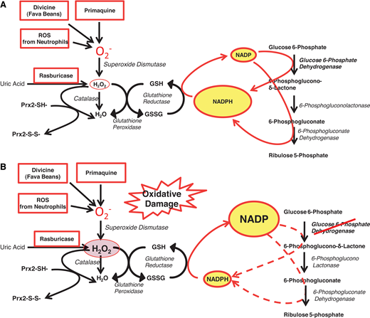 The role of G6PD in protecting red blood cells from oxidative damage. (A) In G6PD-normal red blood cells, G6PD and 6-phosphogluconate dehydrogenase—2 of the enzymes of the PPP—provide an ample supply of NADPH, which in turn regenerates GSH when this is oxidized by ROS (eg, superoxide, O2− and H2O2). Thus, when O2− (meant here to represent itself and other ROS) is produced by pro-oxidant compounds such as primaquine, or the glucosides in fava beans (divicine), or the oxidative burst of neutrophils, these ROS are rapidly neutralized; similarly, when rasburicase administered to degrade uric acid produces an equimolar amount of H2O2, this is rapidly degraded by the combined action of GSH peroxidase, catalase, and Prx2 (peroxiredoxin-2: all 3 mechanisms are NADPH dependent). (B) In G6PD-deficient red blood cells, where the enzyme activity is reduced, NADPH production is limited, and it may not be sufficient to cope with the excess ROS generated by pro-oxidant compounds and the consequent excess H2O2. This diagram also explains why a defect in GSH reductase has very similar consequences to G6PD deficiency. Modified from Luzzatto, Nannelli, and Notaro.53 PPP, pentose phosphate pathway.