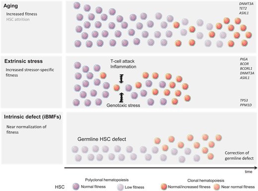 Context-dependent mechanism of clonal expansion.