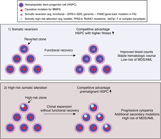 Clonal hematopoiesis in IBMFS. Underlying genetic mutations lead to ineffective and stressed hematopoiesis, and ultimately HSPC attrition. Genetic variations occurred during lifetime of HSPC may confer a growth advantage if it corrected underlying genetic and/or cellular defects by somatic reversion. Alternatively, bypassing cell cycle check point by acquiring high risk genetic features, such as loss of p53, may confer a growth advantage. Clones that reverted underlying defects may have competitive advantage and higher fitness, resulting in improved counts and stable hematologic course. Whereas clones with high risk somatic alterations (eg, TP53 mutations or monosomy 7) may result in clonal expansion without functional recovery of underlying defects. These clones are more prone to acquire additional secondary mutations and/or progress to MDS/AML.