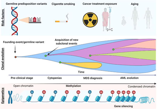 Model of disease evolution in MDS.Upper panel: risk factors commonly associated with the development of myeloid disorders (germline variants, smoking, aging, and cancer treatment exposure such as chemo/radiotherapy). Middle panel: a hypothetical model of clonal evolution in which the founding event (or germline predisposition lesion) leads to subsequent acquisition/loss of new somatic mutations in a linear/branching fashion. Lower panel: the typical acquisition of methylation during MDS progression, which leads to the silencing of genes such as tumor suppressor and the disruption of many cell pathways (DNA repair, apoptosis, cell cycle, cell adherence).