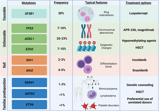 Exemplificative list of genes recurrently mutated in MDS, with impact on clinical features and on treatment options. Shown are exemplary gene mutations, their prognostic impact, the associated recurrent clinical features, and possible therapeutic interventions.