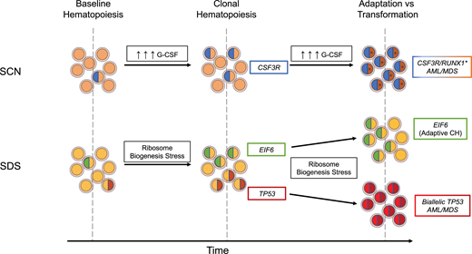 Modes of evolution from clonal hematopoiesis to malignant transformation. In the presence of high exogenous or endogenous G-CSF, subclones with truncating CSF3R variants have a competitive advantage and expand over time. With continued pressure from excessive G-CSF signaling, cooperating RUNX1 variants (*) can contribute to malignant transformation. In SDS, ribosome biogenesis stress selects for subclones that have adapted through acquisition of EIF6 or TP53 somatic variants. Chronic ribosome biogenesis stress can lead to either continued adaptive clonal hematopoiesis or, in TP53 subclones clones that have acquired a second TP53 variant on the other allele, malignant transformation.