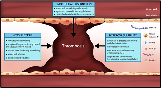 Proposed age-related mechanisms contributing to increased risk of thrombosis with age, based on Virchow's triad. FVII, factor VII; FVIII, factor VIII; Fg, fibrinogen; PAI-1, plasminogen activator inhibitor 1; VWF, von Willebrand factor.