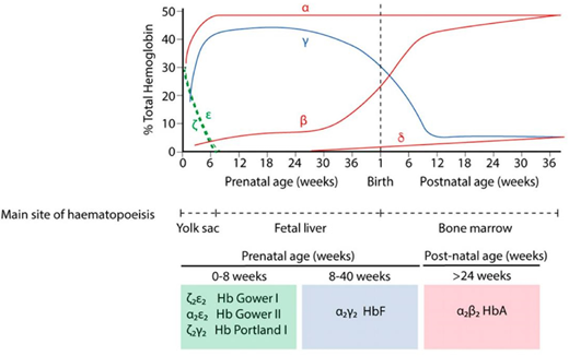 Hb switching at the human α- and β-globin loci. Green, embryonic globins; blue, fetal globins; red, adult globins. Primitive erythropoiesis, derived from the yolk sac, is characterized by the expression of ζ-globin (from the α-globin locus) and ɛ-globin (from the β-globin locus). These are silenced at approximately 8 weeks' gestation. α-Globin then accounts for the entirety of the transcriptional output from the α-globin locus. At the β-globin locus, there is a switch to fetal globin (γ-globin) during fetal life and then a second switch to the adult β-globin. The predominant type of Hb corresponding to each developmental stage is shown below. Adapted with permission from King and Higgs 2018.4