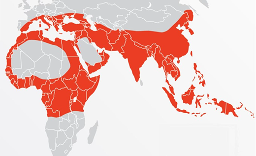Thalassemia distribution map showing prevalence of thalassemia syndromes.