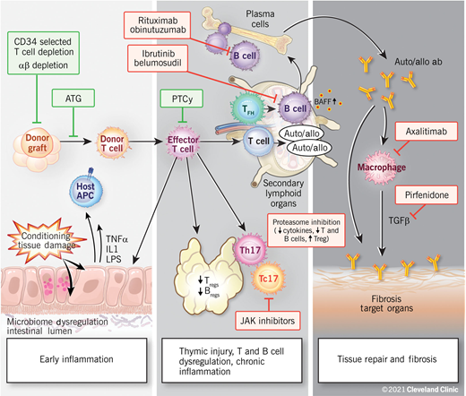 Proposed biologic phases of chronic GVHD. A few novel therapeutic approaches targeting biologic pathways are highlighted. Reproduced with permission from the Cleveland Clinic Center for Medical Art and Photography.