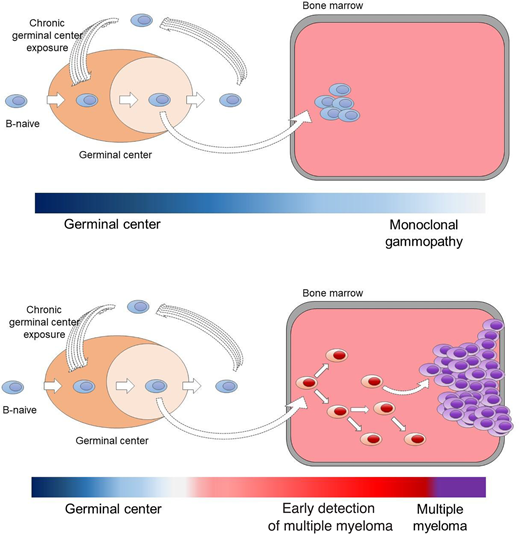 Pathogenetic models for the 2 clinically and biologically different myeloma precursor conditions (monoclonal gammopathy and early detection of multiple myeloma).29,30,47