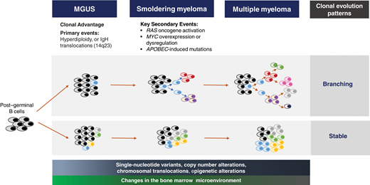 The evolutionary biology leading to SMM. The post–germinal B cell acquires a primary genetic defect at the MGUS stage, which triggers a dominant clone. The secondary genetic events that incite the transition to SMM include the development of chromosomal copy number alterations, translocations and single-nucleotide variants, and epigenetic changes. Some of the key high-risk secondary genomic events triggering the transition to SMM are RAS oncogene activation, MYC overexpression and dysregulation, and APOBEC-mediated mutations. Several theories are proposed for the clonal evolution from MGUS to MM. The dominant theory is the branching pattern of evolution, where generations of subclones develop from the parent clone. With stable clonal evolution, there is no major change in the clonal architecture throughout the monoclonal continuum to MM. Progressive changes in the stromal and cellular compartments of the bone marrow microenvironment facilitate expansion of the plasma cell clone and loss of immune surveillance.