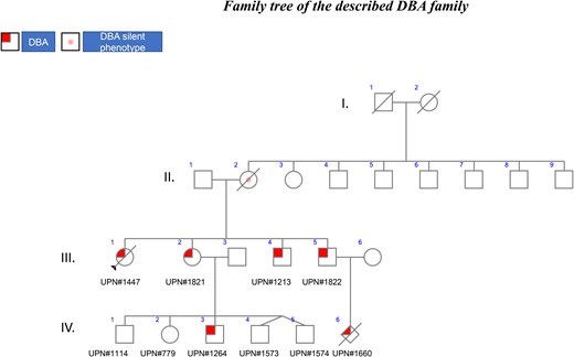 Family tree of the described DBA family.