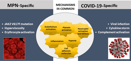 Specific and common mechanisms of hypercoagulability and thromboinflammation in MPN and COVID-19. Mechanisms of hypercoagulability in MPN and COVID-19 share common pathways. Major differences among the 2 diseases rely on the type of trigger of clotting activation, which in COVID-19 is due to the action of acute infection by SARS-CoV-2 on the prothrombotic characteristics of various hemostatic compartments. A maladaptive hyperactivation of innate immune systems in COVID-19 is also responsible for the activation of the complement cascade and endothelial dysfunction. Differently, in MPN, the systemic hypercoagulability results from the exposure to a long-term (chronic) subinflammatory condition, caused by the abnormal and clonal proliferation of JAK2-mutated myeloid cells.