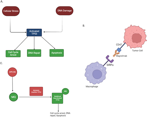 Mechanism of action of TP53 and agents under investigation for TP53-mutated AML. (A) Mechanism of action of TP53: cellular stress and DNA damage activate the TP53 protein, which leads to downstream cell cycle arrest, DNA repair, and apoptosis. Cells containing mutations affecting the TP53 protein are not able to respond to stress and DNA damage appropriately, which increases the risk of neoplastic transformation. (B) Mechanism of action of magrolimab: the binding of CD47 on tumor cells to SIRPα on macrophages inhibits phagocytosis of tumor cells. Magrolimab is a monoclonal antibody that binds to CD47 and prevents it from binding to SIRPα, which thereby facilitates tumor cell phagocytosis. (C) Mechanism of action of APR-246: APR-246 is converted to MQ under physiological conditions. MQ binds to mutated TP53 and facilitates thermodynamic stabilization of the protein, thereby shifting equilibrium to the active form of TP53. APR-246 also exhibits TP53-independent activity through glutathione depletion, which increases lipid peroxidases and other reactive oxygen species, thereby promoting cell death through ferroptosis (not depicted). Created with BioRender.com.
