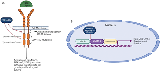 Pathogenesis of FLT3-mutated AML and KMT2A-r AML. (A) FLT3-ITD and FLT3-TKD mutations lead to increased downstream signaling from the FLT3 receptor, which thereby promotes increased cell growth, proliferation, and survival. FLT3 inhibitors block this downstream signaling. (B) Binding of the KMT2A protein to menin allows the KMT2A/fusion partner protein to facilitate downstream transcription of HOX and other developmental proteins that contribute to leukemic pathogenesis. Inhibitors of the menin- KMT2A interaction inhibit this transcription. AKT, Akt serine/threonine protein kinases; MAPK, mitogen-activated protein kinases; PI3K, phosphoinositide-3 kinases; STAT5, signal transducer and activator of transcription 5. Created with BioRender.com.