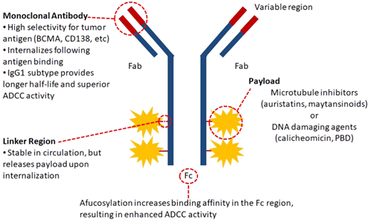 Characteristics of ADCs. The components of the ADC and its target antigen influence the efficacy and safety profile. Preferably, target antigens should only be found on malignant cells, be abundantly expressed, be capable of internalization, and not be shed from the cellular membrane. The cytotoxic drug (payload or warhead) is the ultimate effector component, inducing direct cell killing either by inhibiting microtubule formation or directly damaging cellular DNA. It should be highly potent in the subnanomolar range and preferably nonpermeable to avoid damage to surrounding tissues. The linker connects the warhead to the antibody. These should be stable in circulation and cleavable upon lysosomal degradation. The conjugation chemistry of the linker determines the drug:antibody ratio, which critically influences the ADC potency. ADCC, antibody-dependent T-cellular cytotoxicity, Fab, fragment antigen-binding region.