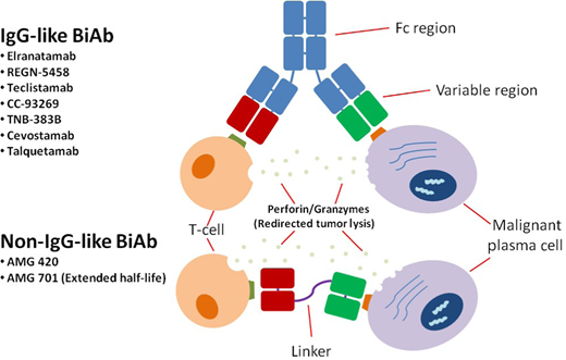 Characteristics of BsAbs. IgG-like BsAbs include an Fc region, while non–IgG-like BsAbs consist of only Fab (fragment antigen-binding) variable regions and linkers. Since the Fc portion provides stability and longevity to the molecule in circulation, most non–IgG-like BsAbs require more frequent dosing to maintain therapeutic plasma levels; they also lack the Fc-mediated effector functions such as antibody-dependent T-cellular cytotoxicity and complement-dependent cytotoxicity. Several BsAbs, both IgG-like and non–IgG-like, are under development for the treatment of MM. BiAb, bispecific antibodies.