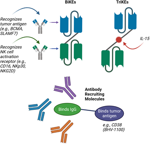 Novel approaches for improving NK-cell–mediated targeting of myeloma cells. Bispecific killer cell engagers (BiKEs) are composed of 2 antibody fragments that recognize tumor antigens and NK-cell activation receptors, while trispecific killer cell engagers (TriKEs) also include a component such as IL-15 to further enhance NK-cell activation. Antibody-recruiting molecules (ARMs) contain a terminus that binds endogenous IgG antibodies and is linked to a second terminus that binds tumor antigen, thus leading to opsonization of tumor cells with endogenous IgG and resulting in NK-cell–mediated ADCC.