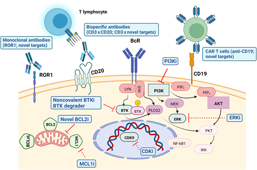 Promising therapeutic targets in BTKi- and BCL2i-resistant patients with CLL. Mechanisms of inhibition in advanced clinical development are depicted with solid lines, while those with more preliminary data are represented in dotted lines. CDKi, cyclin-dependent kinase inhibitors; ERKi, extracellular signal–regulated kinase inhibitors; MCL1i, myeloid leukemia 1 inhibitors. The figure was created with BioRender.