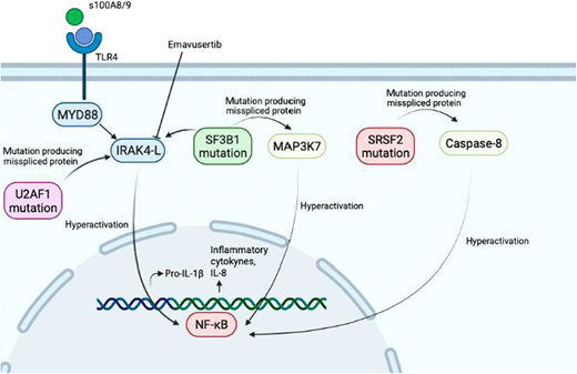 Spliceosome mutations and inflammation in MDS: Mutations in splicing genes can lead to expression of isoforms that lead to maximal activation of proinflammatory NF-κB–driven pathways in MDS.