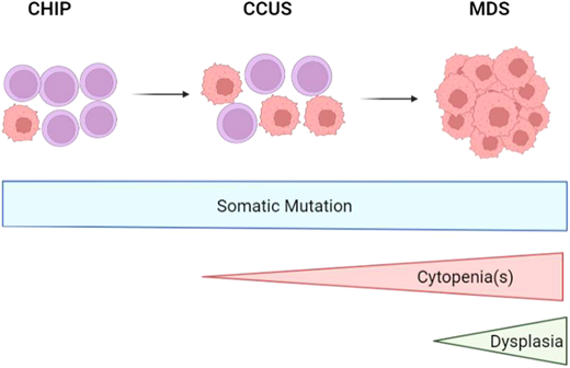 Disease progression from CHIP to CCUS to MDS as somatic mutations, cytopenias, and dysplasia develops. CCUS, clonal cytopenia of undetermined significance; CHIP, clonal hematopoiesis of indeterminate potential. Created in biorender.com.