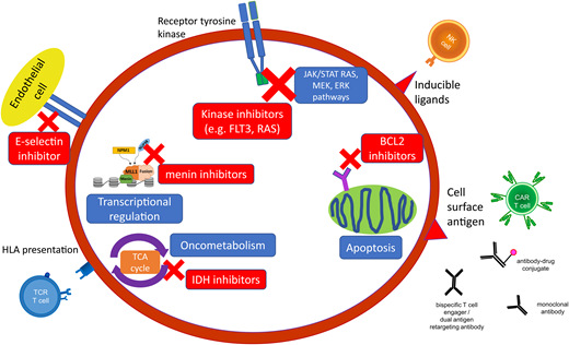 Targeted agents in AML encompass small-molecular inhibitors directed against specific genomic alterations and leukemogenic pathways as well as cell surface antigens, which can be targeted by a variety of immunotherapeutic modalities. HLA, human leukocyte antigen; NK, natural killer; TCA, tricarboxylic acid; TCR, T-cell receptor.