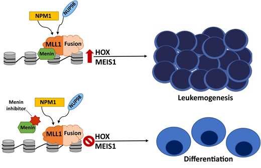 Menin inhibitors block the essential menin-MLL1 interaction, which disrupts the chromatin complex, inhibits HOXA9/MEIS1-mediated leukemogenesis, and induces differentiation. This pathway is critical in KMT2Ar AML. NPM1-mutated and NUP98- rearranged leukemias are also dependent on menin binding and aberrant HOXA9/MEIS1 expression and sensitive to this therapeutic strategy as well.