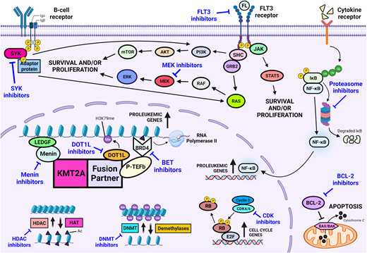 Novel drug classes for the treatment of infants with KMT2A-rearranged acute lymphoblastic leukemia.